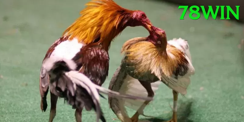 Đá Gà Trực Tiếp - 78win - Open Beta